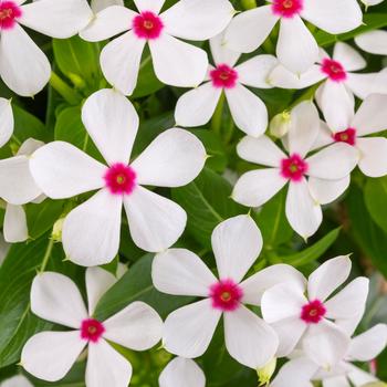 Catharanthus Soiree kawaii® 'White Peppermint' (282703)