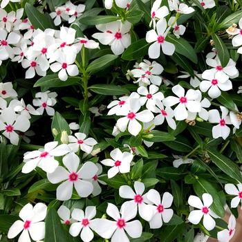 Catharanthus Soiree kawaii® 'White Peppermint' (282704)