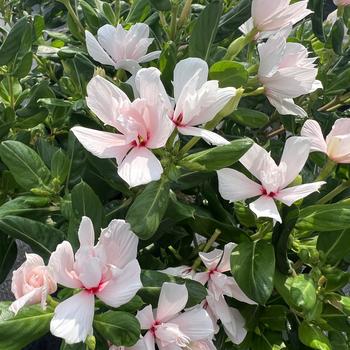 Catharanthus 'Double Appleblossom' 