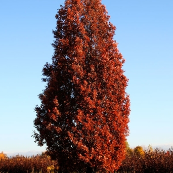 Quercus x bimundorum 'Crimschmidt' 