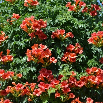 Campsis radicans 'Monbal' 