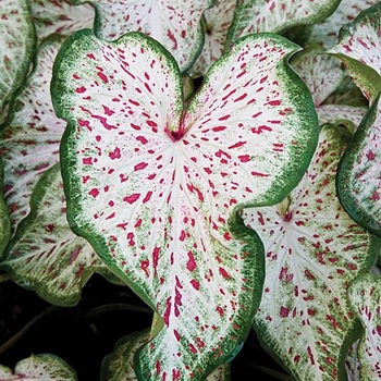 Caladium bicolor 'Gingerland' 