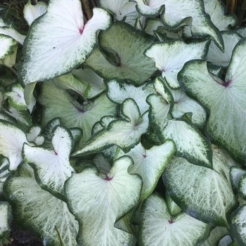 Caladium 'White Wings' 