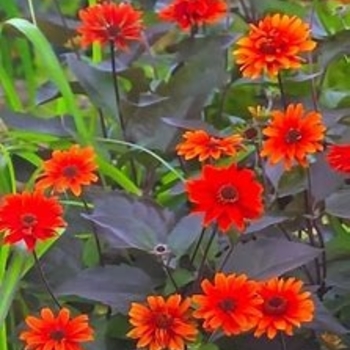 Heliopsis helianthoides 'Fire Twister' 