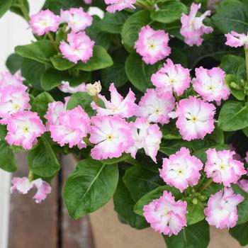 Catharanthus 