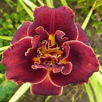 Hemerocallis 'Night Embers' 