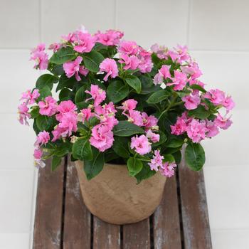 Catharanthus Soiree® Flamenco '' (282791)