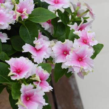 Catharanthus 