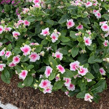 Catharanthus Soiree® Flamenco '' (282799)