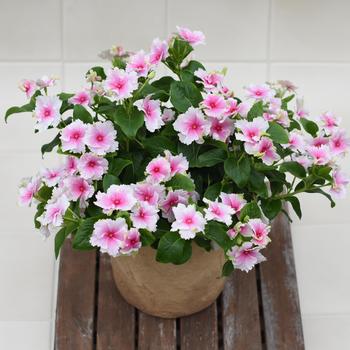 Catharanthus Soiree® Flamenco '' (282800)