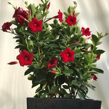 Mandevilla Sun Parasol® Mitebuster '' (282812)