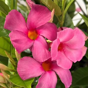 Mandevilla 