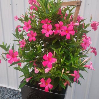 Mandevilla Sundenia® Suprema '' (282823)