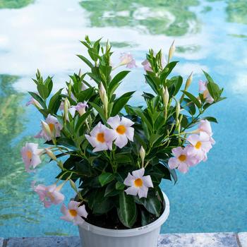 Mandevilla Sundenia® '' (282825)