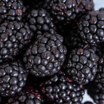 Rubus 'Black Diamond' 