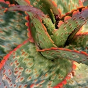 Aloe 'Carmine' 