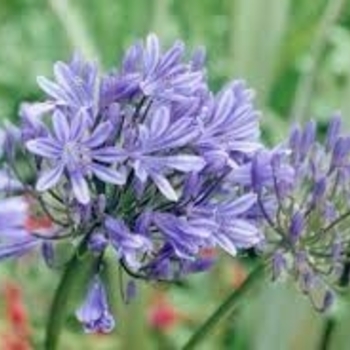 Agapanthus 'ATIBlu' PP14332