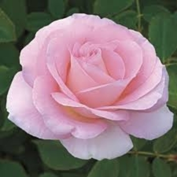 Rosa 'WEKmoomar' PP19872