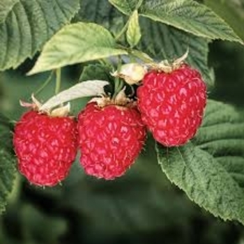 Rubus idaeus 'Boyne' 