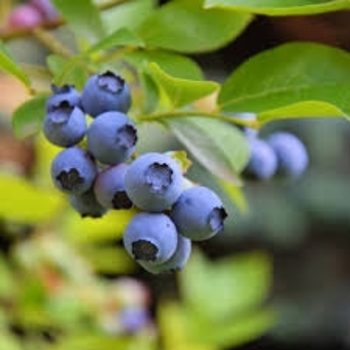 Vaccinium corymbosum 'Sweetheart' 