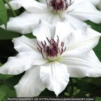 Clematis 'Fragrant Star' 