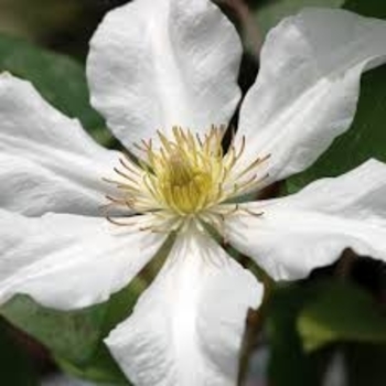 Clematis 'Toki' 