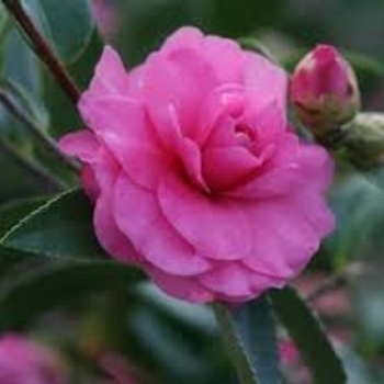 Camellia sasanqua 'Chansonette' 