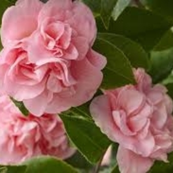 Camellia japonica 'Pink Parade' 