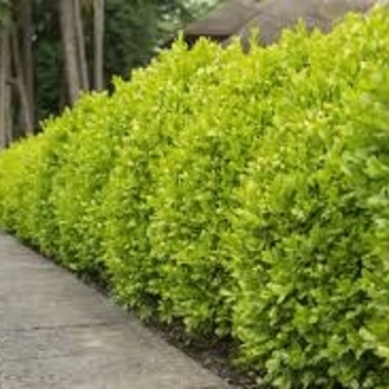 Buxus sempervirens 'Suffruticosa' 