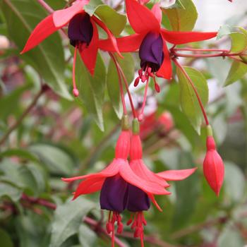 Fuchsia 'Cascading' 