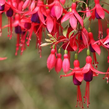 Fuchsia 'Dainty' 