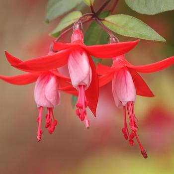 Fuchsia 'Snowfire' 