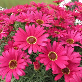 Argyranthemum 