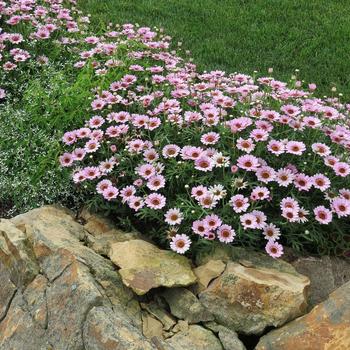 Argyranthemum Grandaisy® '' (283143)