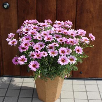 Argyranthemum Grandaisy® '' (283146)