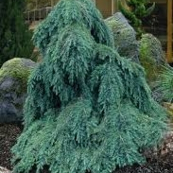 Cedrus deodara 'Feelin' Blue'' 