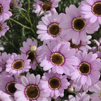 Argyranthemum Grandaisy® '' (283151)