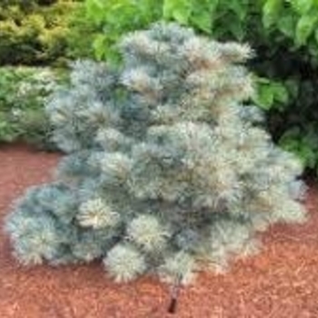 Pinus parviflora 'Blue Angel ('Blauer Engel')' 