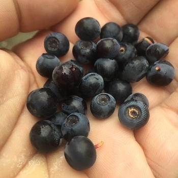 Vaccinium 'Northsky' 