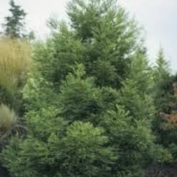 Cryptomeria japonica 'Spiraliter Falcata' 