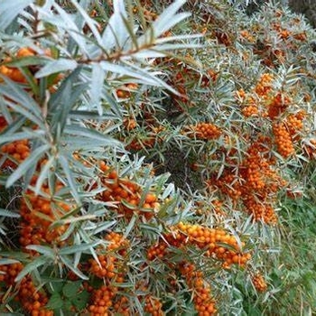 Hippophae rhamnoides 'Habego' 