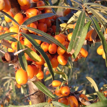 Hippophae rhamnoides