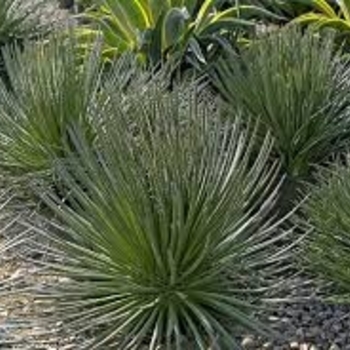 Agave geminiflora