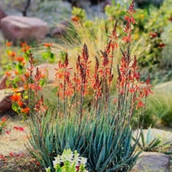 Aloe 'Blue Elf' 