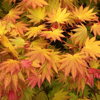 Acer shirasawanum 'Munn 001' 