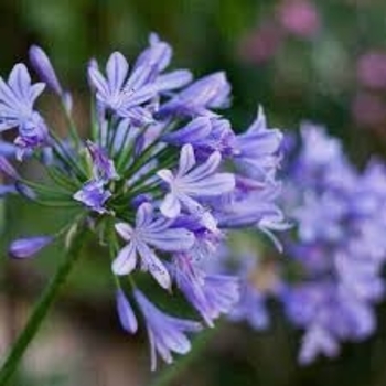 Agapanthus africanus 'Queen Anne' 