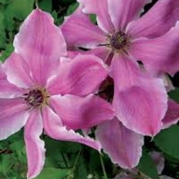 Clematis 'Mystic Gem' 