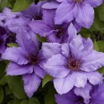 Clematis 'Evipo019' 