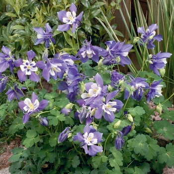 Aquilegia 'Spring Magic Blue & White' 