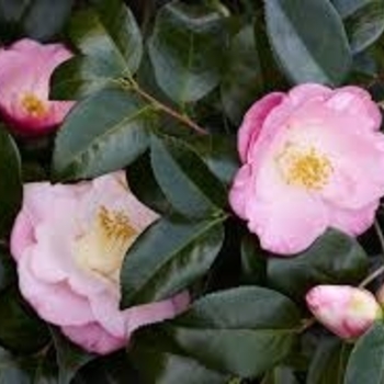 Camellia japonica 'April Remembered' 